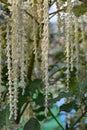 Coast silk-tassel, Garrya elliptica, many male catkins